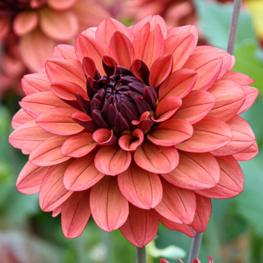 Dahlia - Missis Miley