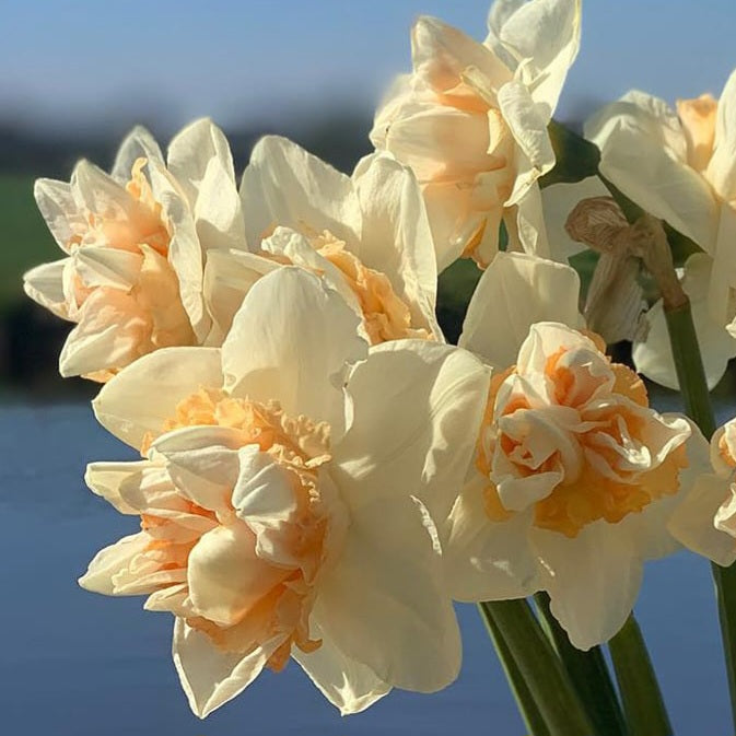 Narcissus 'Sweet Paradise' - 10 Bulbs