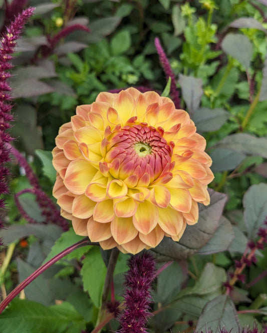 Dahlia - Blyton Softer Gleam
