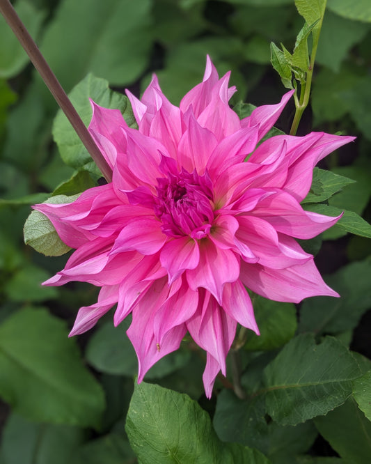 Dahlia - Café Au Lait Rose