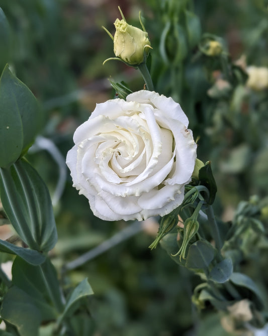 Lisianthus Plug - Wedding 2 Kiss x 5