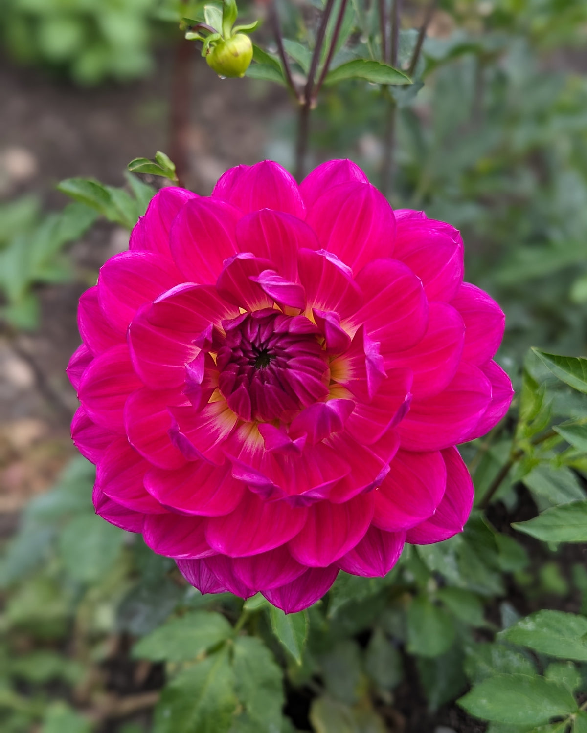 Dahlia - Lyn's Lexi