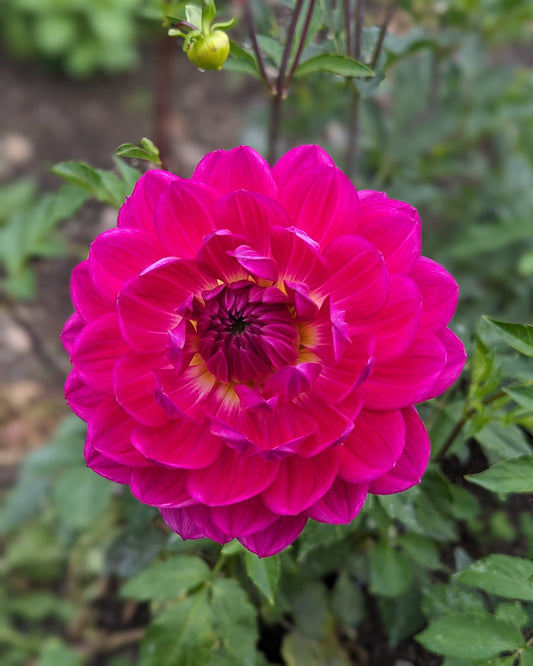 Dahlia - Lyn's Lexi