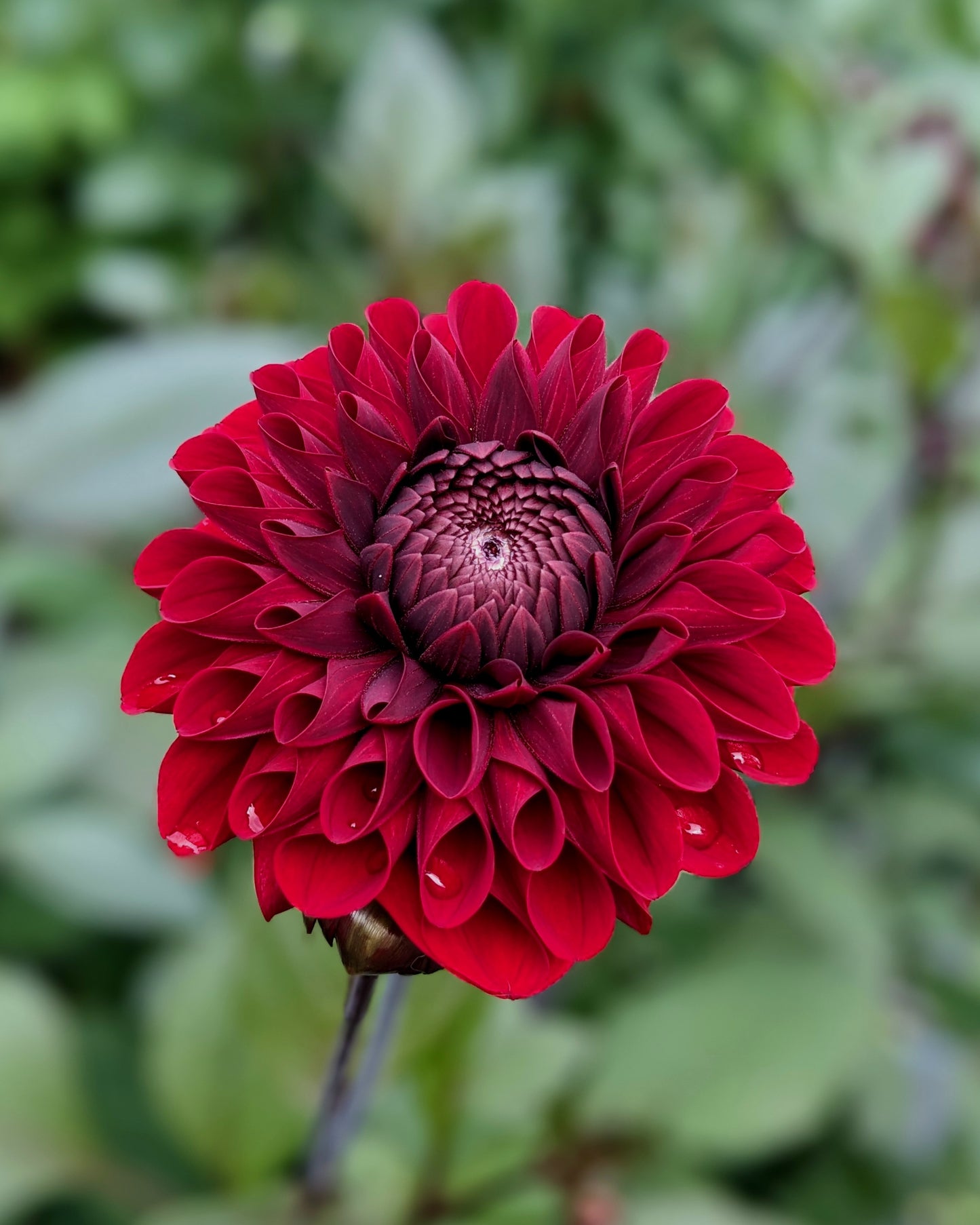 Dahlia - Baccara