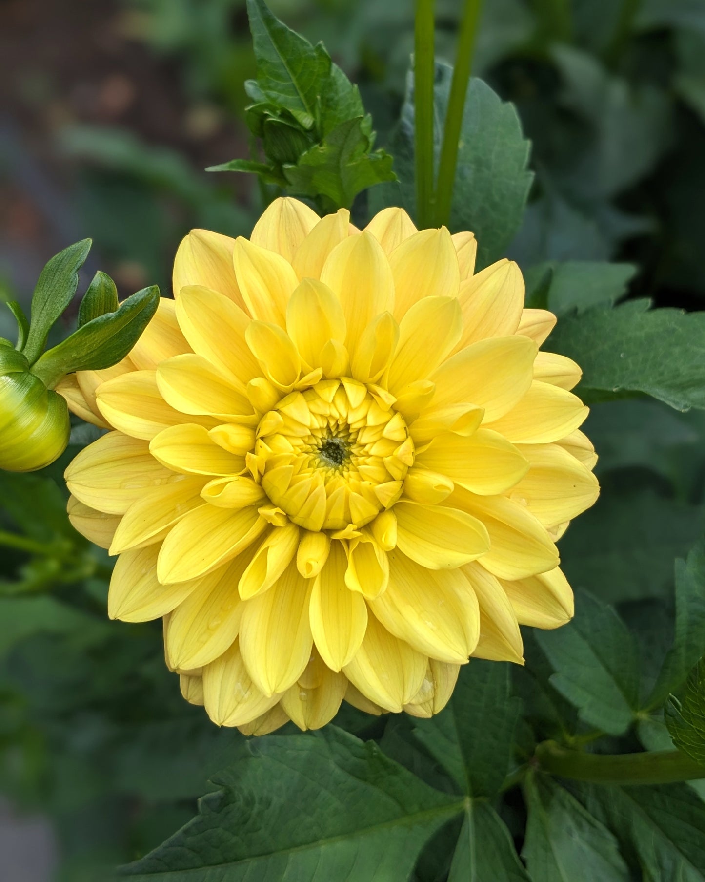 Dahlia - Bocherell