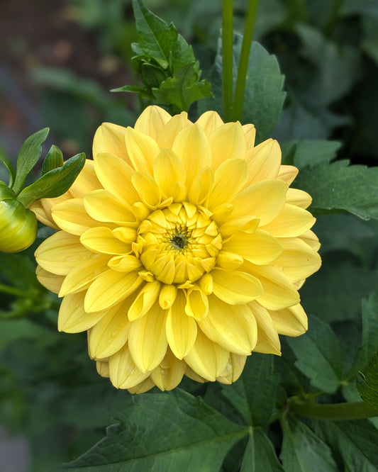 Dahlia - Bocherell