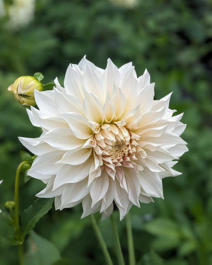 Dahlia - Café Au Lait