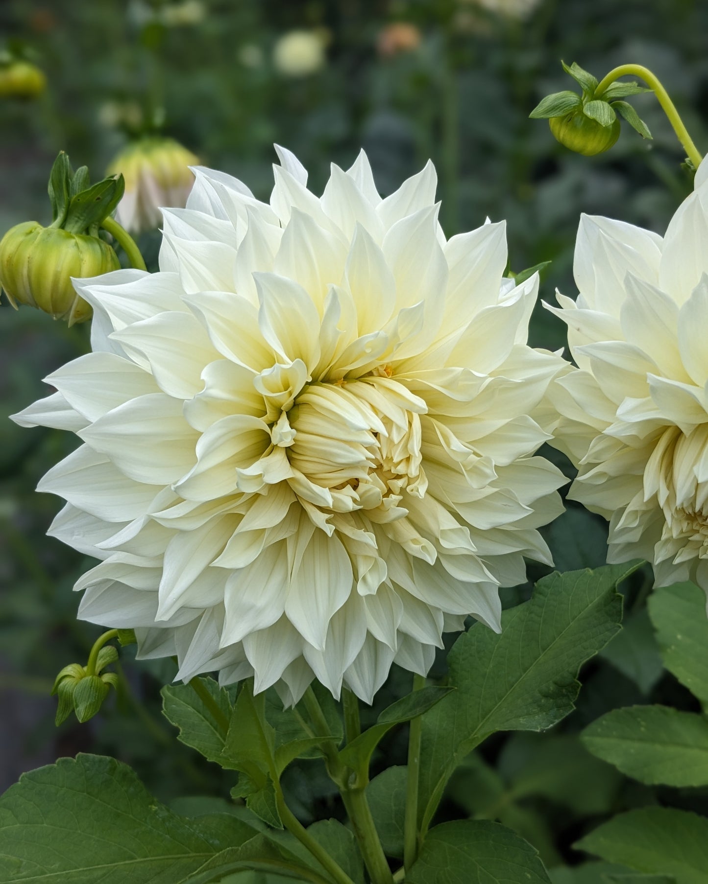 Dahlia - Café Au Lait Supreme