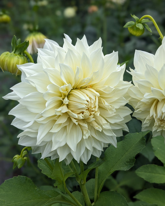 Dahlia - Café Au Lait Supreme
