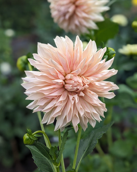 Dahlia - Café De Paris