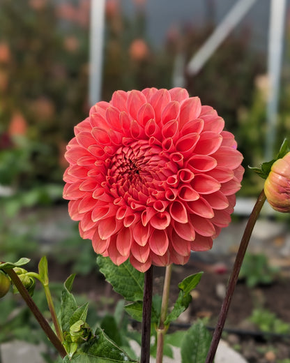 Dahlia - Camano Roo