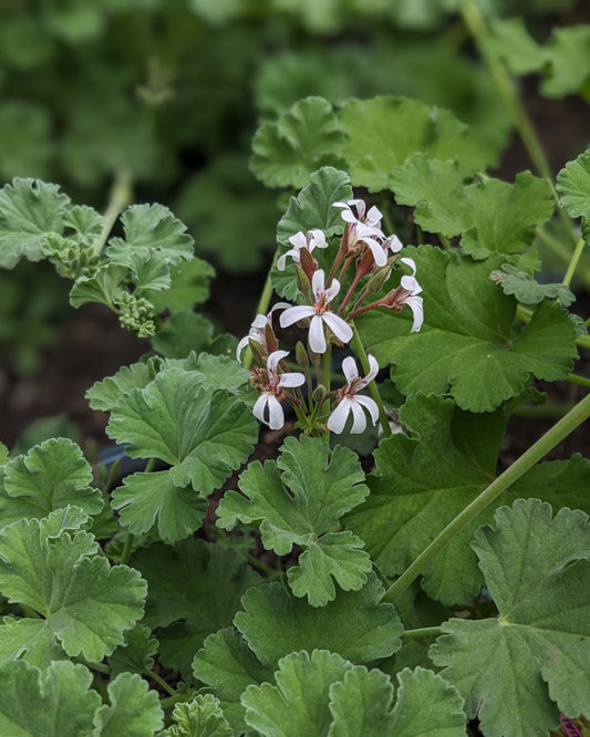 Organic Scented Geranium 'Nutmeg'