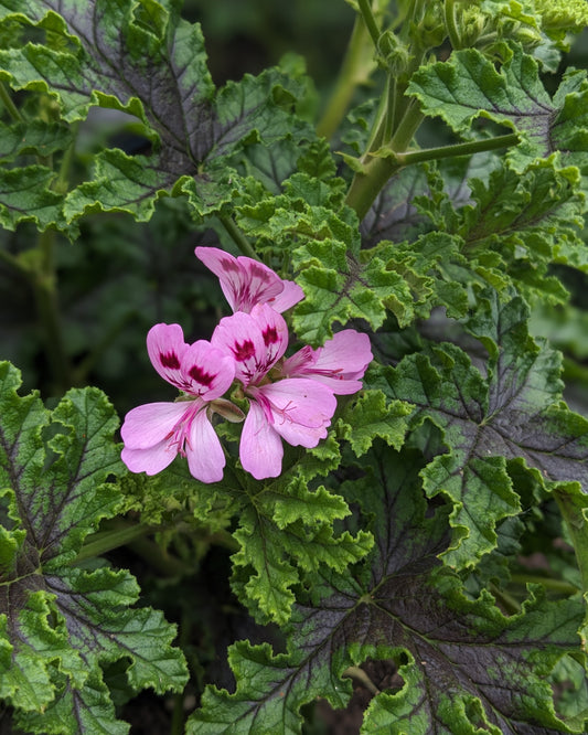 Organic Scented Geranium 'Fair Ellen'
