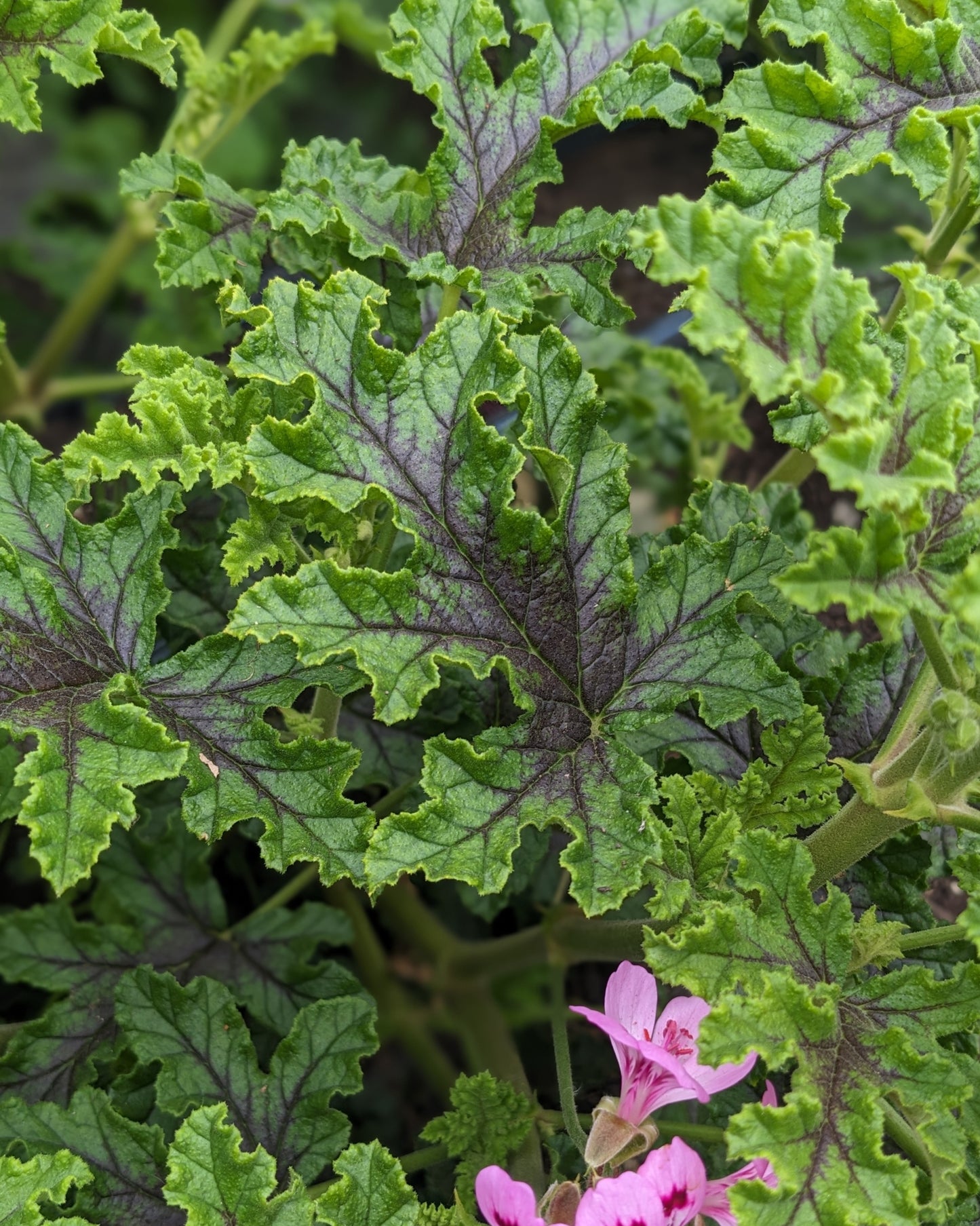 Organic Scented Geranium 'Fair Ellen'
