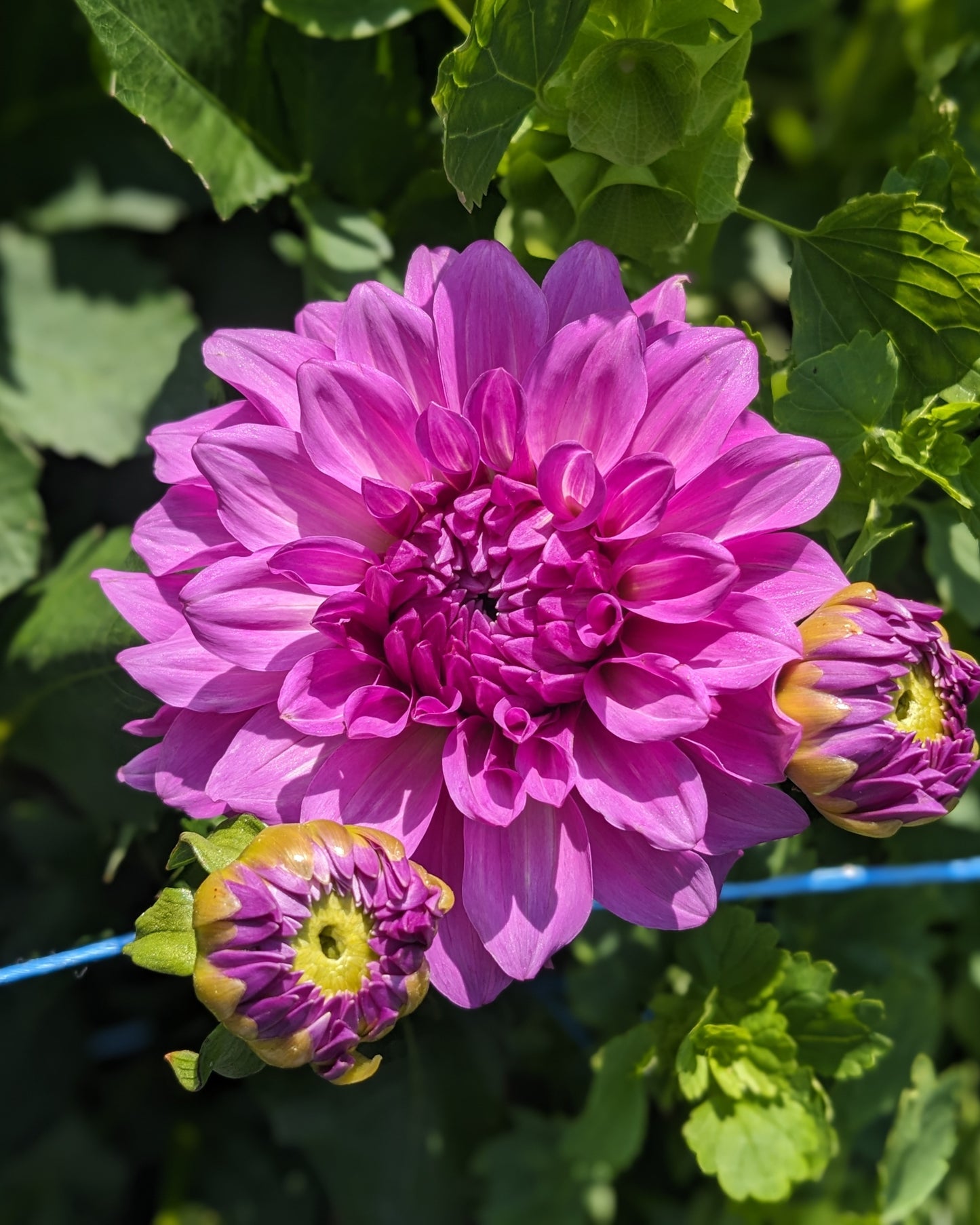Dahlia - Bluetiful