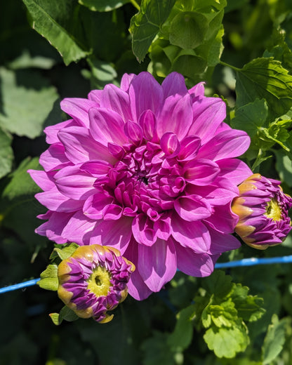 Dahlia - Bluetiful