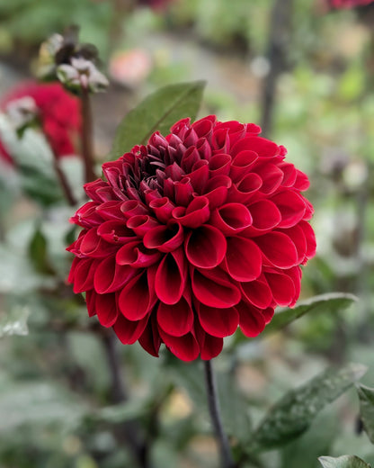 Dahlia - Baccara