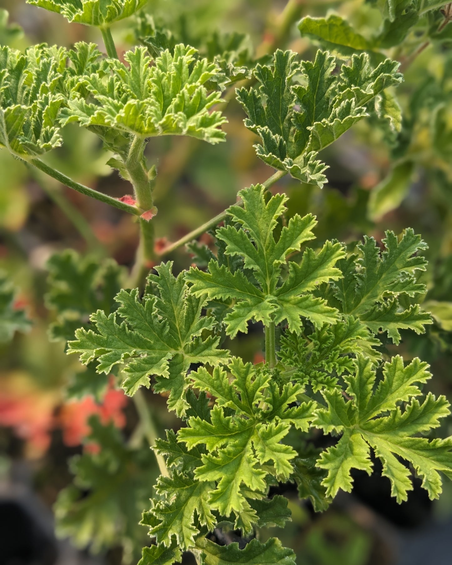 Organic Scented Geranium 'Apricot'