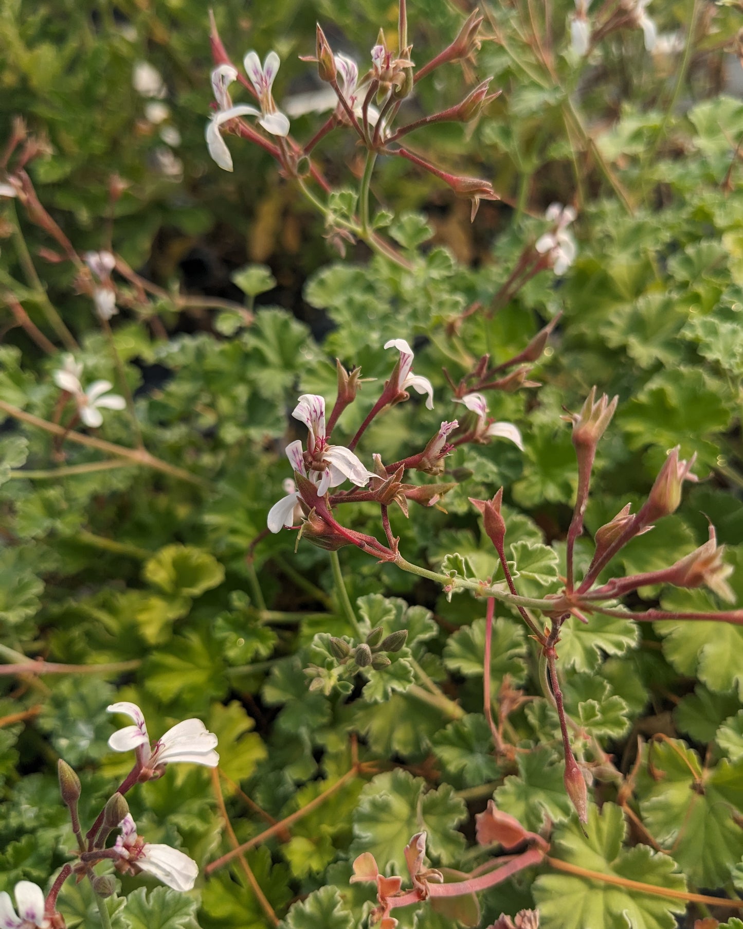 Organic Scented Geranium 'Old Spice'