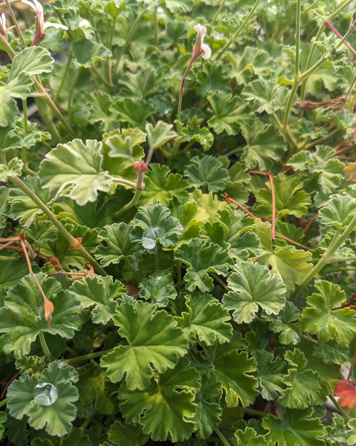 Organic Scented Geranium 'Old Spice'