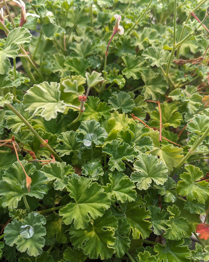 Organic Scented Geranium 'Old Spice'