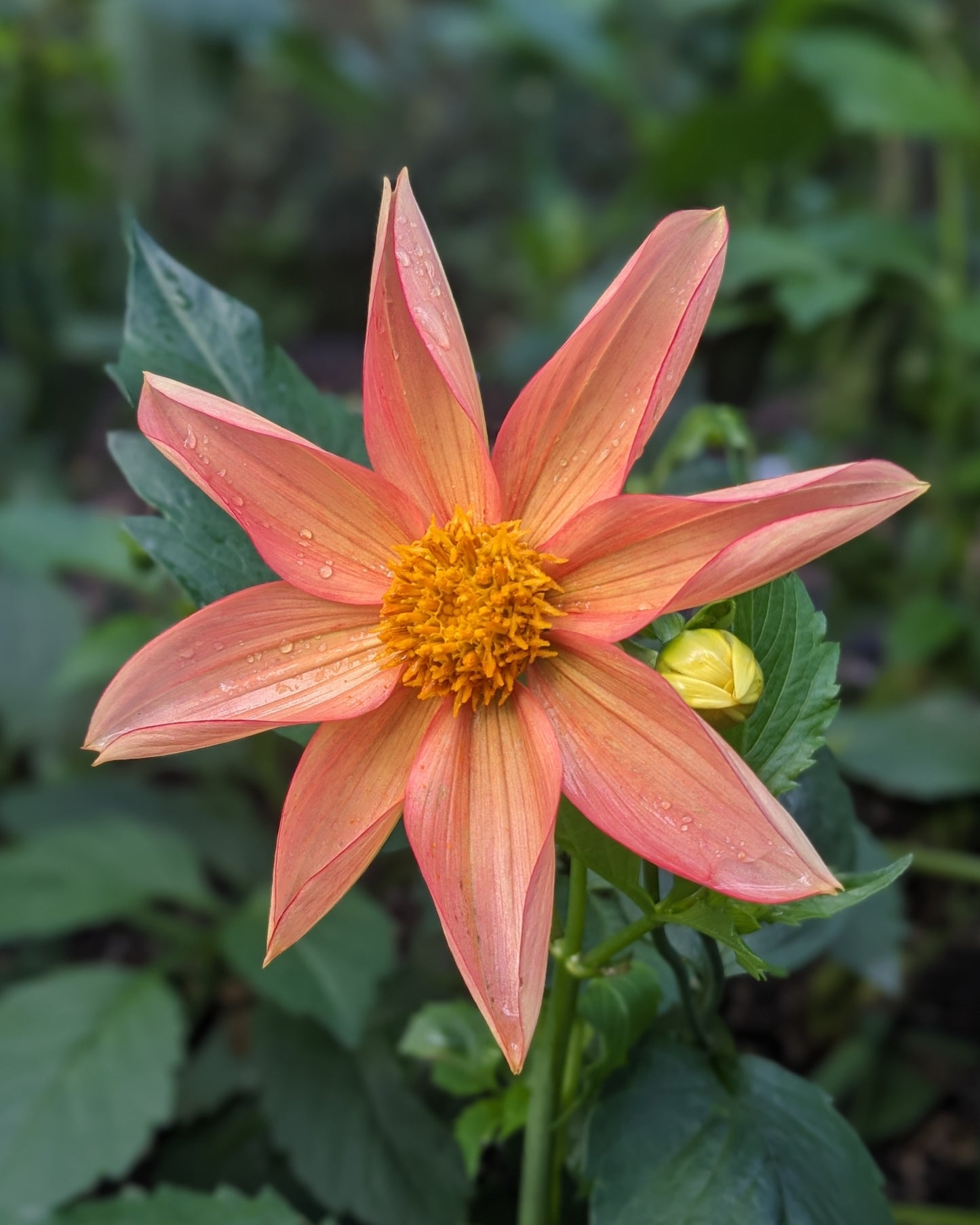 Dahlia - River's Peach Bellini