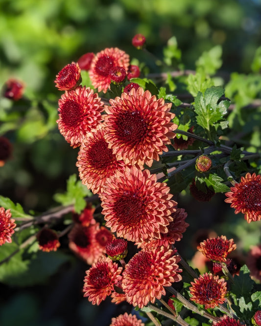 Chrysanthemum - Button Salmon x 2