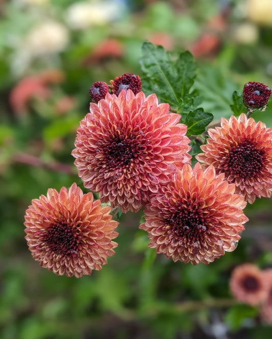 Chrysanthemum - Button Peach x 2