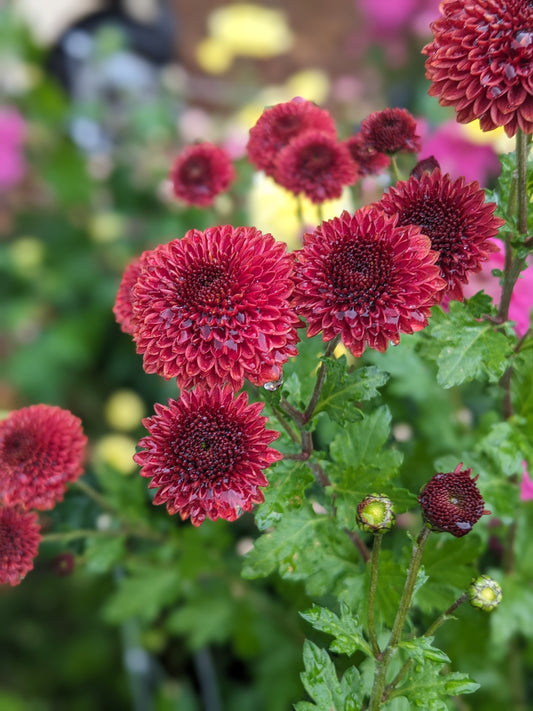 Potted Chrysanthemum - Button Cherry