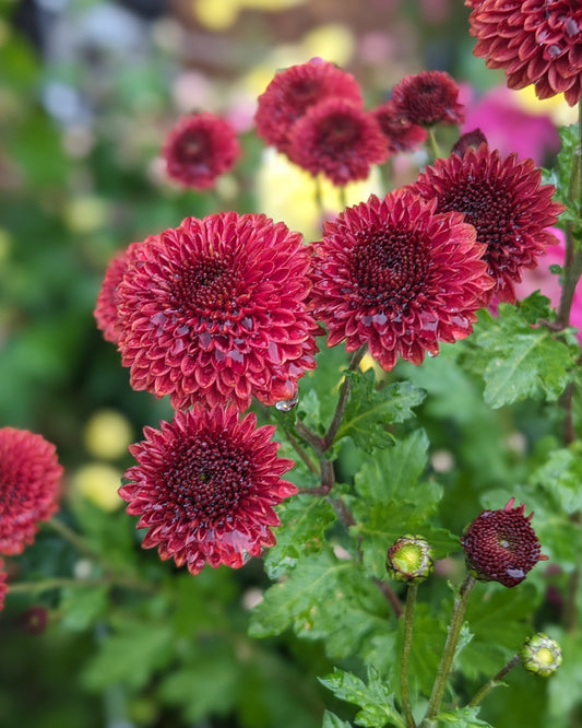 Chrysanthemum - Button Salmon x 2