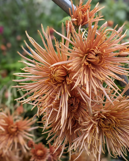 Potted Chrysanthemum - Bronze Rayonnante
