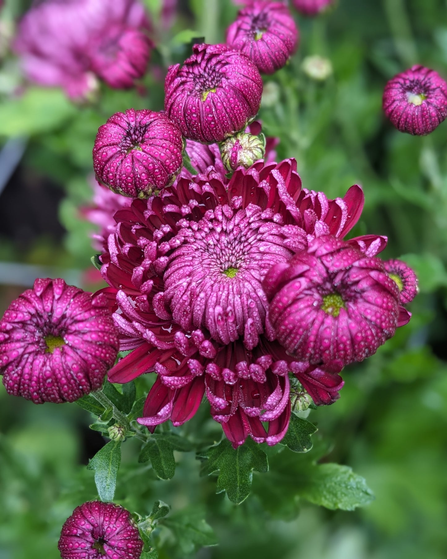Chrysanthemum - Alfred Boulou Mauve x 2