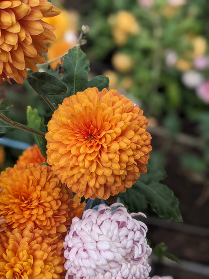 Chrysanthemum - Bronze Margaret x 2