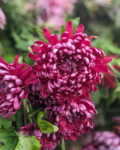 Chrysanthemum - Alfred Boulou Mauve x 2