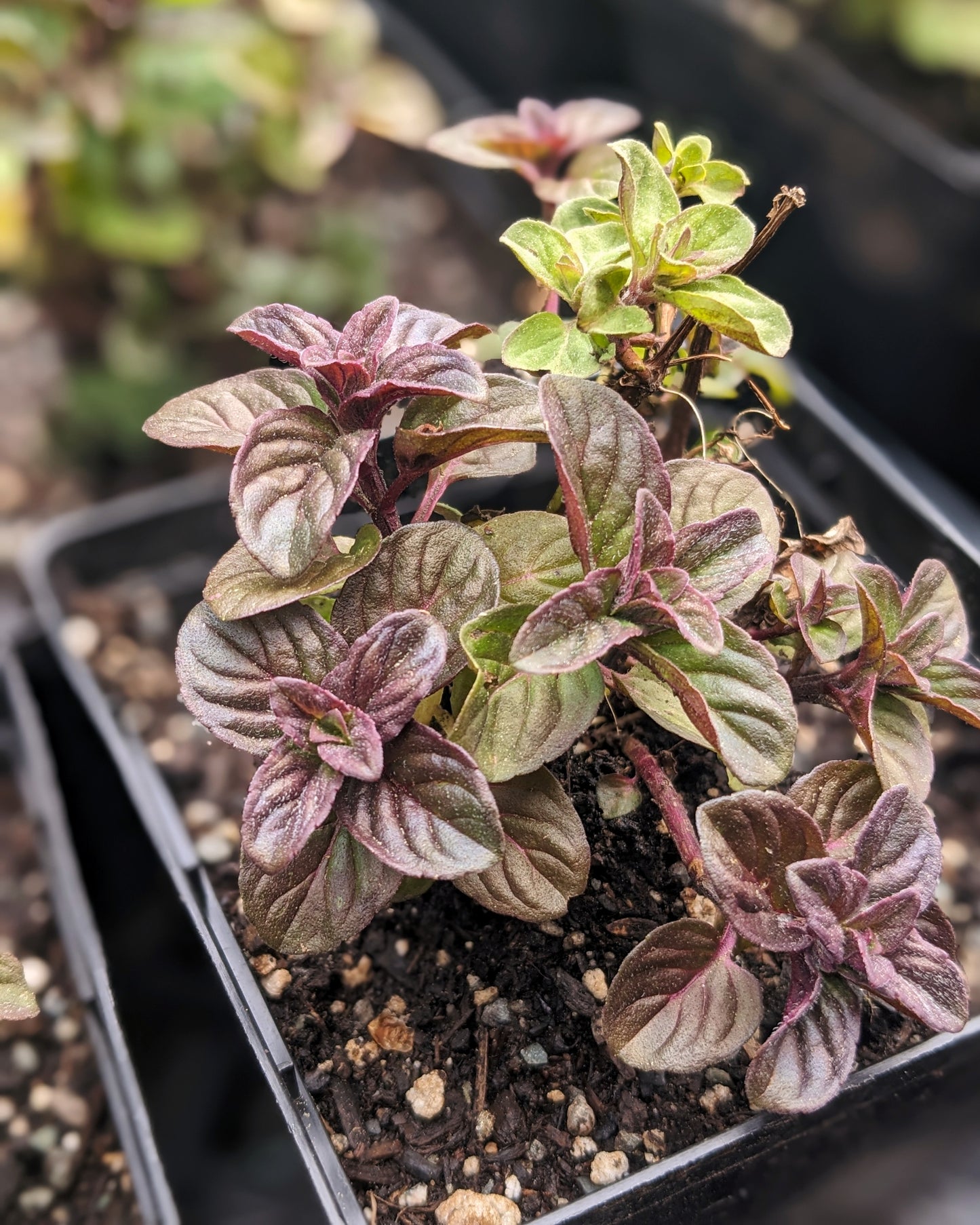 Organic Chocolate Mint Start