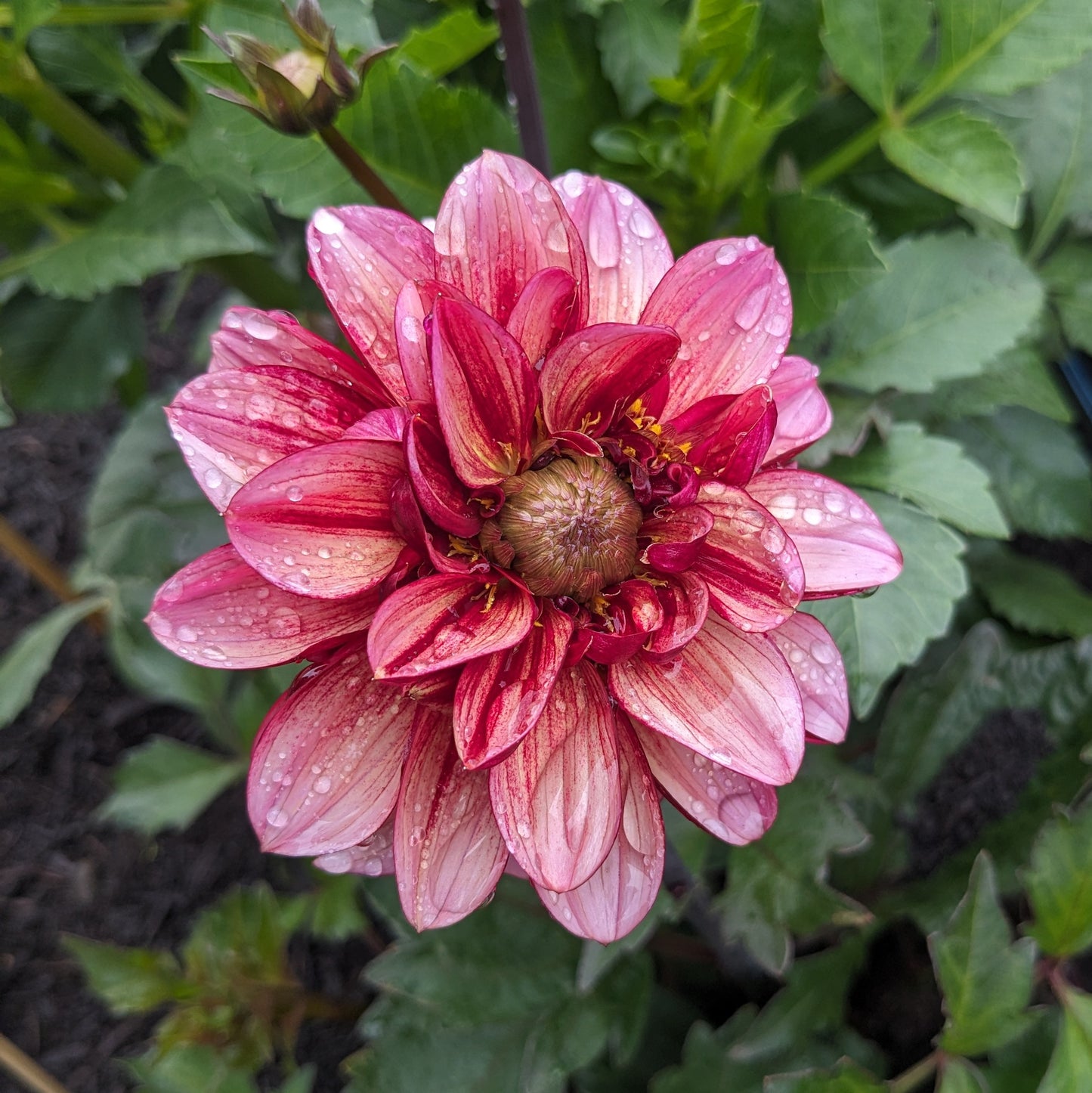 Dahlia Senior’s Hope