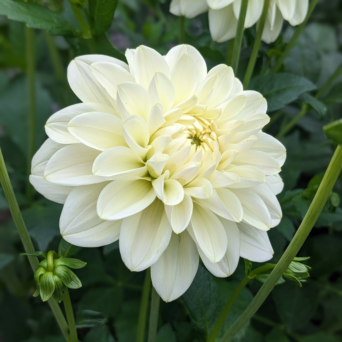 Dahlia Caramel Antique