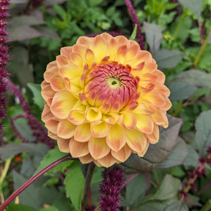 Dahlia Blyton Softer Gleam