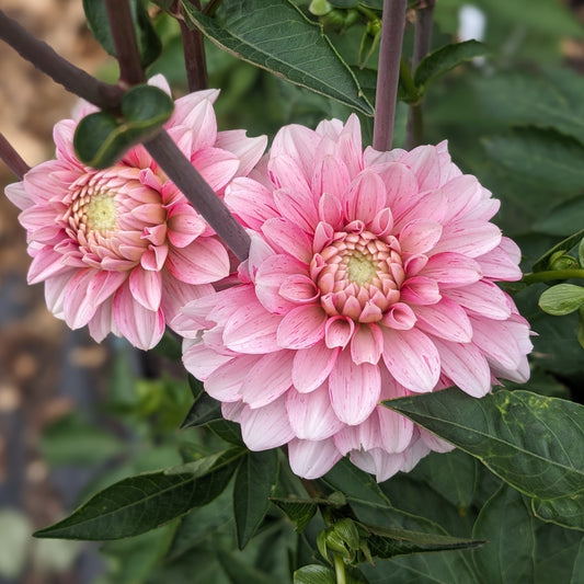 Dahlia Strawberry Cream