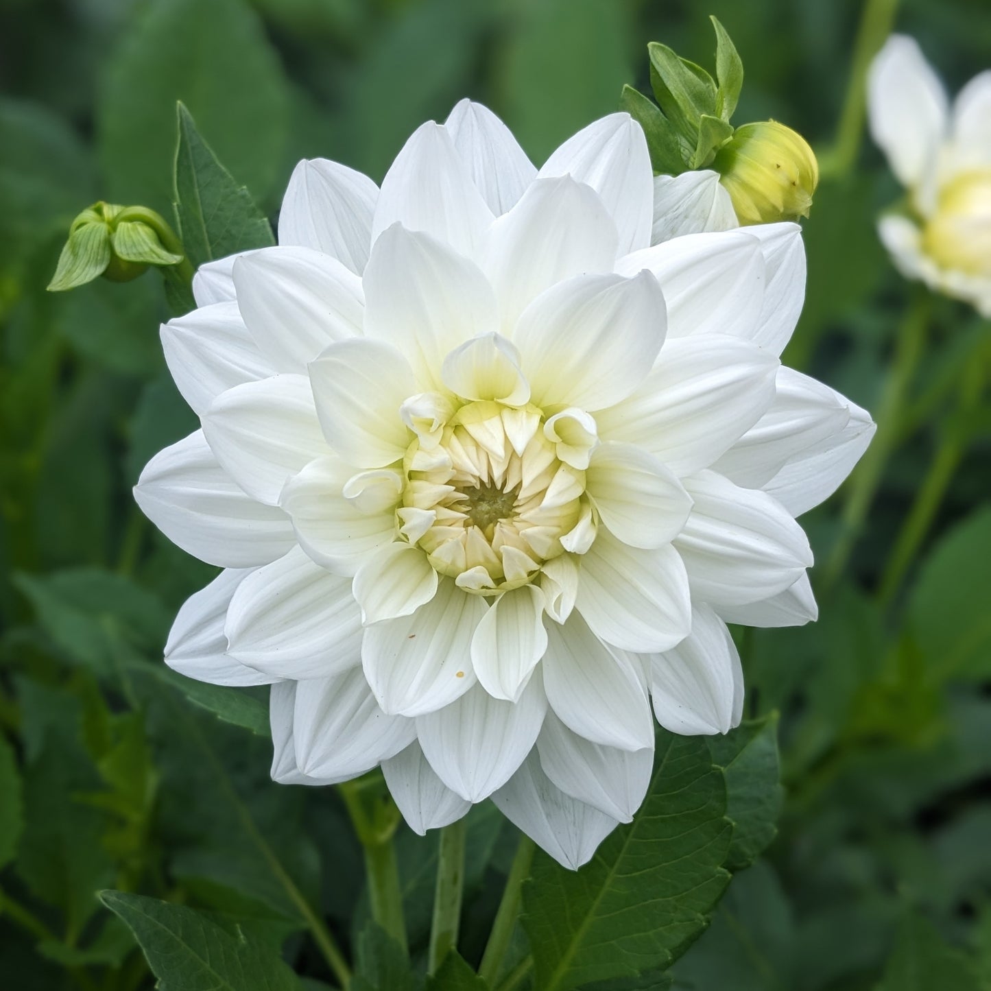 Dahlia White Swan