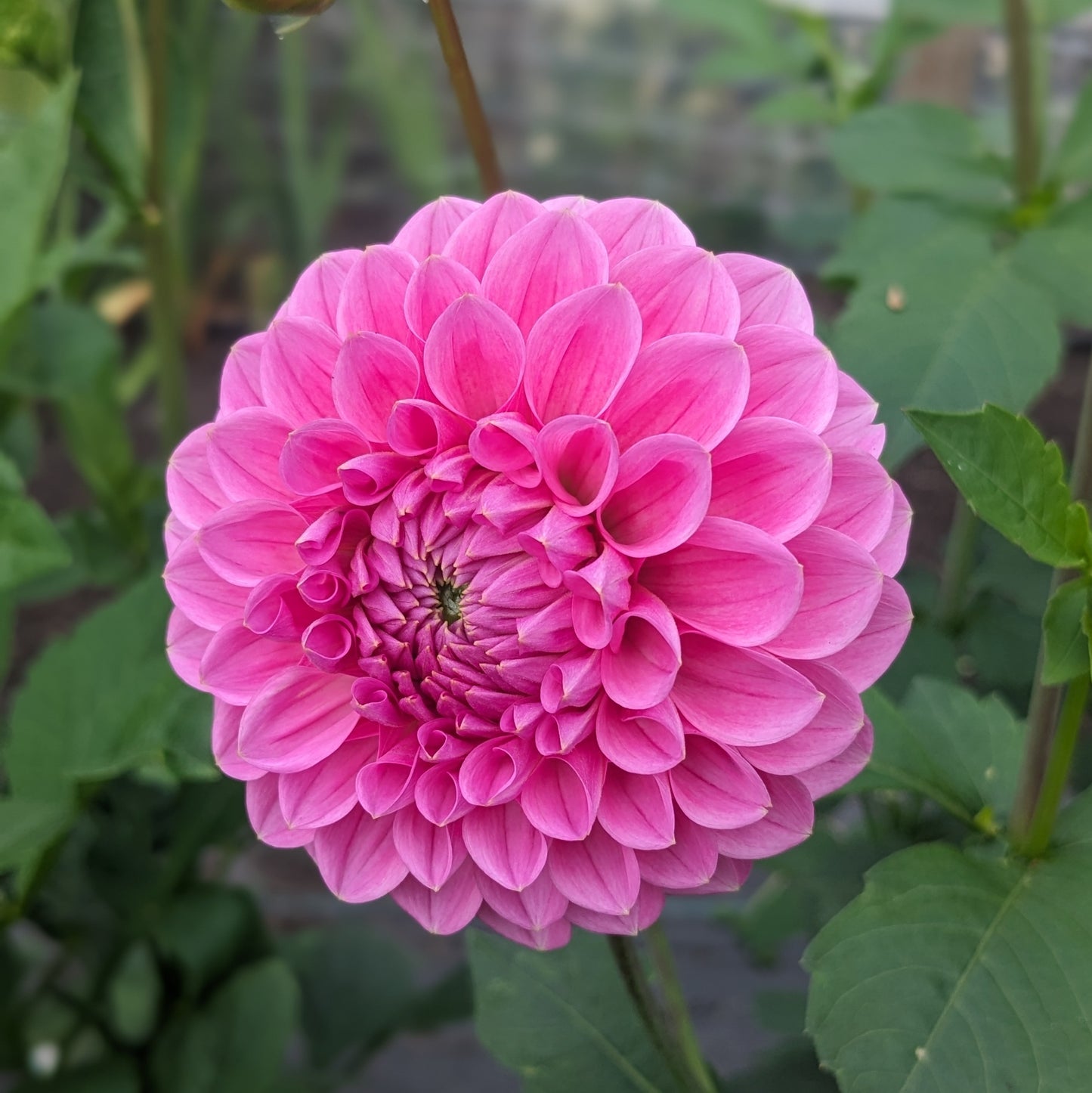 Dahlia Sweet Fabienne