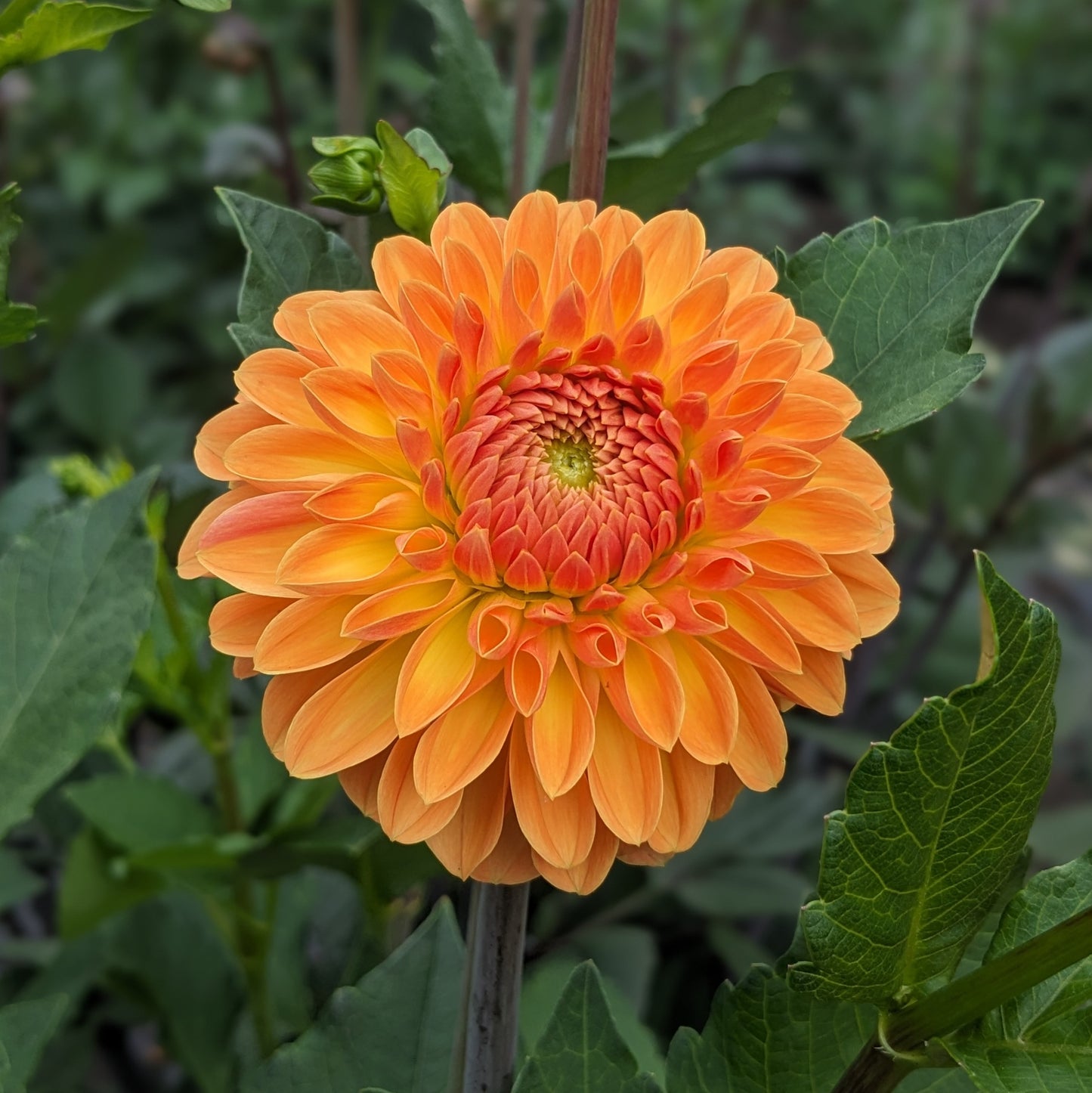 Dahlia Amber Crystal