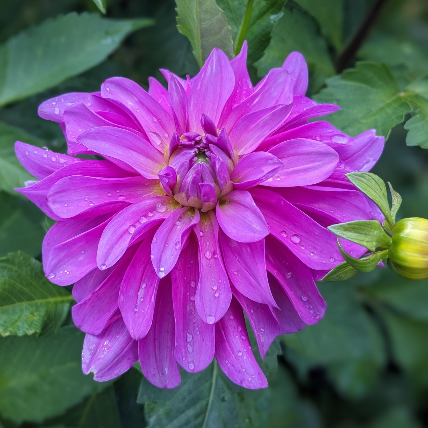 Dahlia Bluetiful