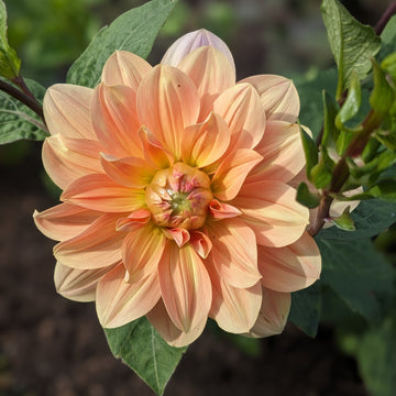 Dahlia Yvonne