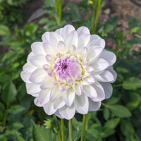 Dahlia Eveline