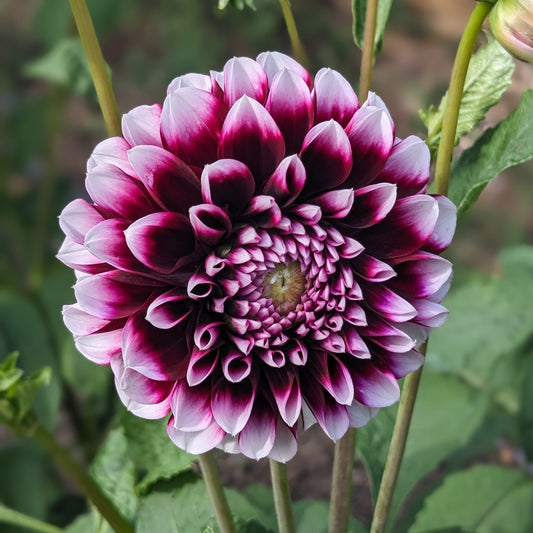 Dahlia - Edinburgh