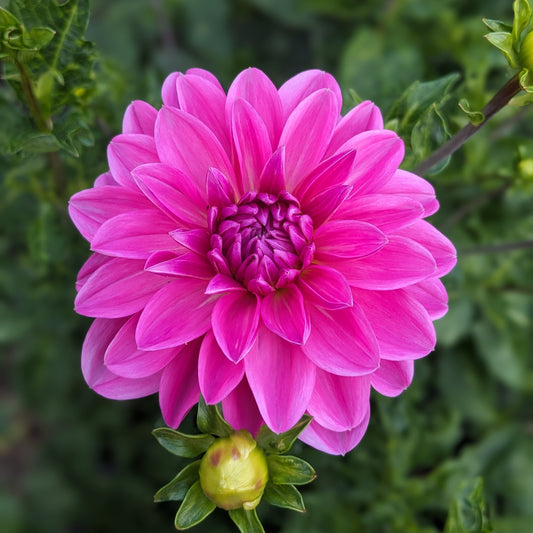 Dahlia Pink Onesta