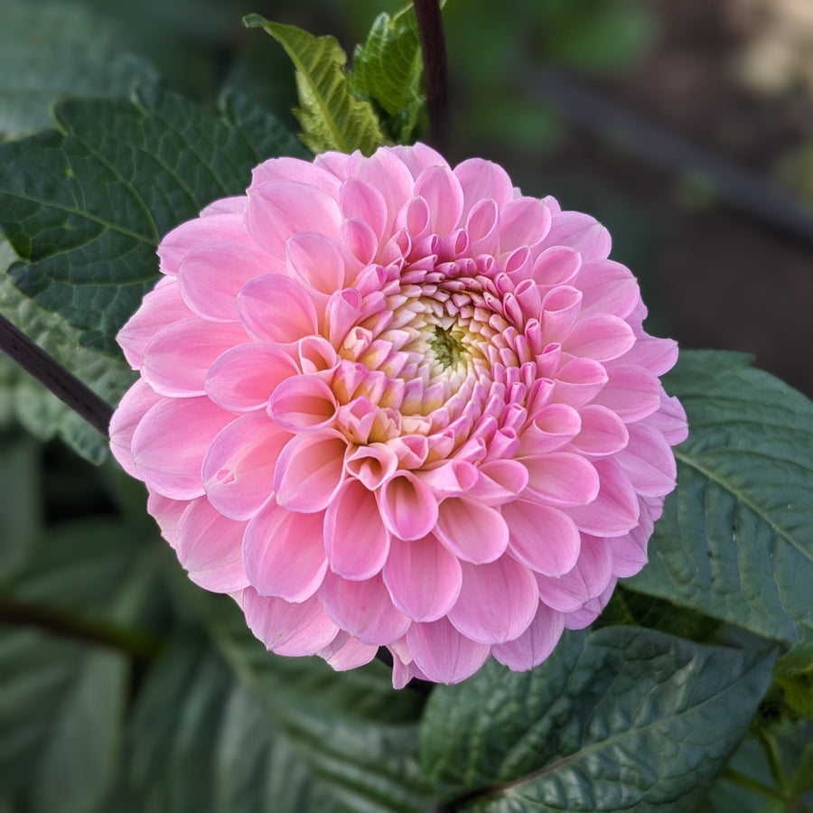 Dahlia Wizard of Oz