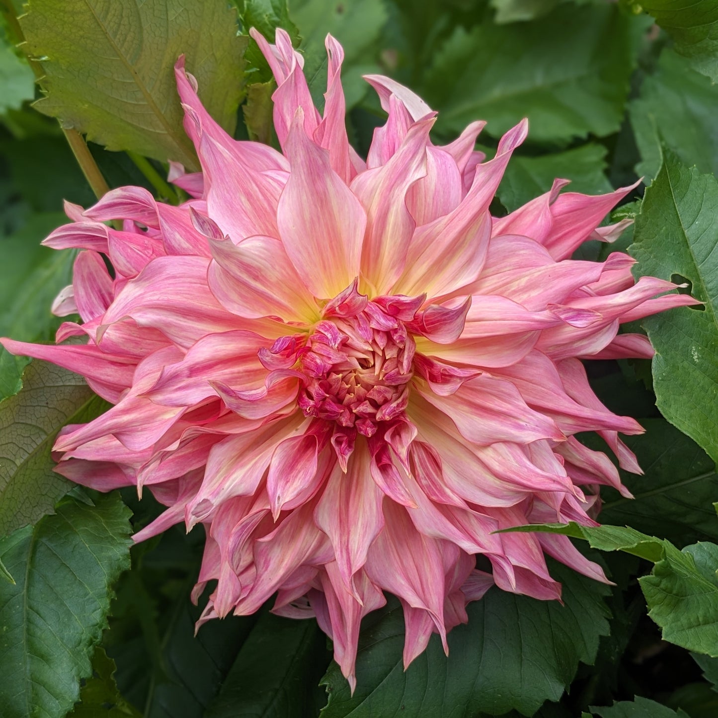 Dahlia Penhill Watermelon