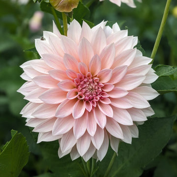 Dahlia Cafe Au Lait